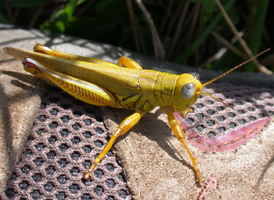 Differential Grasshopper